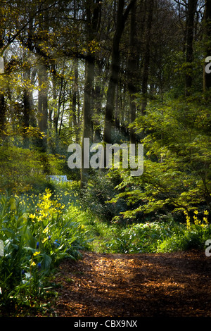 Forestpath au printemps avec du jaune Erythronium, jonquilles et rayons Banque D'Images