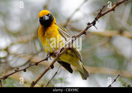 Speke's Weaver dans l'acacia Banque D'Images