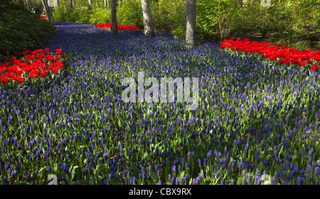 Des milliers de muscaris commune bleue sous les arbres en fleurs dans le jardin de printemps Banque D'Images