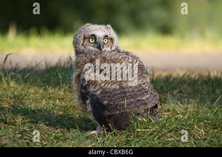 Owlet Grand-duc (Bubo virginianus) à Spring Lake à Santa Rosa, Sonoma County, Californie, USA Banque D'Images