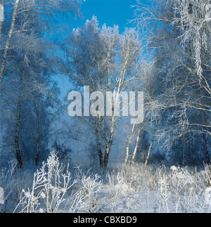 Les bouleaux couverts par le givre Banque D'Images