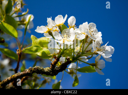 Fleur de poire photographié au début d'avril contre un ciel bleu clair. Banque D'Images