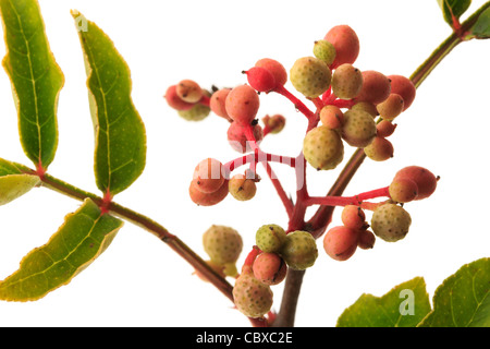 Fruits de Zanthoxylum piperitum, Poivrier japonais, Japon, Poivre Sanshō Banque D'Images