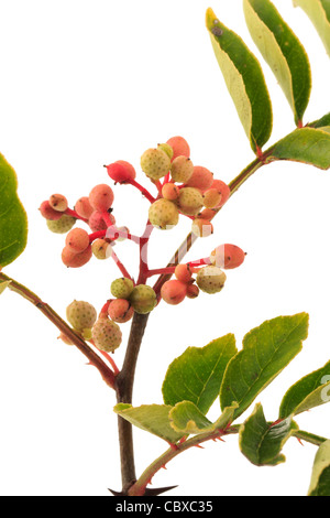 Fruits de Zanthoxylum piperitum, Poivrier japonais, Japon, Poivre Sanshō Banque D'Images