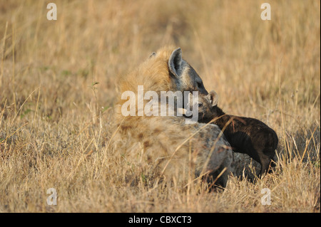 L'hyène tachetée - hyène tachetée - Crocuta crocuta hyène (rire) mère de l'un toilettage de ses petits Banque D'Images