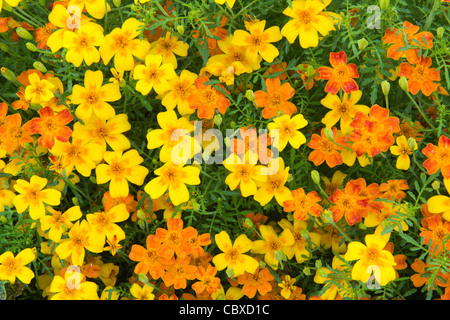 Tagetes tenuifolia, Signet Marigold ou citron marigold Banque D'Images