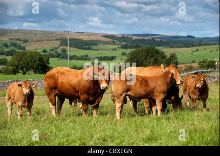 Old Bull et jeune taureau claves se rassembler autour d'une vache en chaleur. Banque D'Images