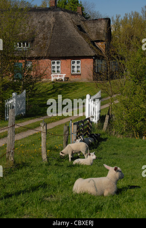 Les moutons sont typiques pour le paysage de Nordstrand, un frison du nord île de la mer des wadden Allemagne dominée par l'agriculture Banque D'Images