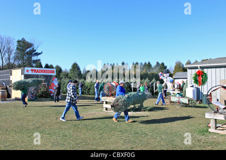 Shamrock Christmas Tree Farm Mattituck Long Island NY Banque D'Images