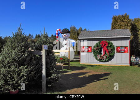 Shamrock Christmas Tree Farm Mattituck Long Island NY Banque D'Images