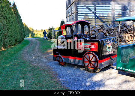 Shamrock Christmas Tree Farm Mattituck Long Island NY Banque D'Images