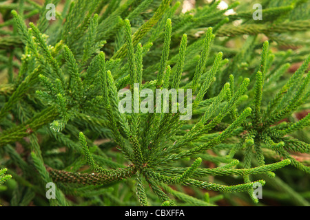 Cryptomeria japonica 'Araucarioides', 'Cèdre Japonais' Araucaroides Banque D'Images