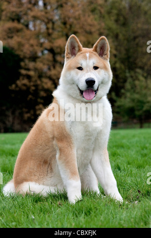 Akita Inu Akita japonais / chien (Canis lupus familiaris) assis dans le jardin Banque D'Images