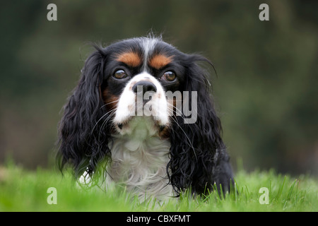 Cavalier King Charles Spaniel dans jardin Banque D'Images