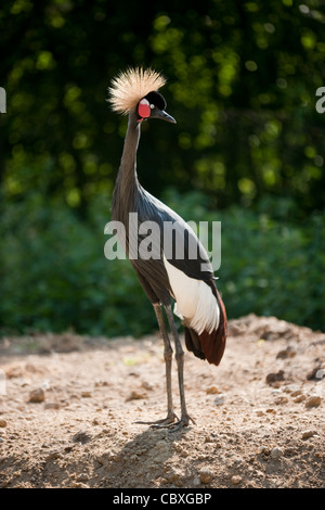 L'Afrique de l'Ouest noir ou grue couronnée (Balearica pavonina pavonina). Banque D'Images