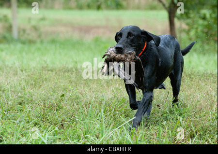 Labrador noir avec un canard dans sa bouche de l'eau revenant d'une récupération. Banque D'Images