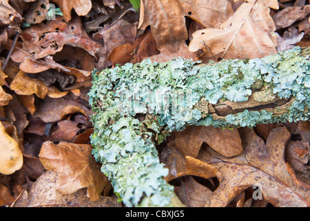 La direction générale de l'objet tombé dans les lichens crustacés sur un tapis de feuilles de chêne tombée brun à l'automne Banque D'Images