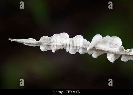 Byssomerulius croûte déduits des fructifications des champignons corium (dessous) poussant le long d'une brindille morte Banque D'Images