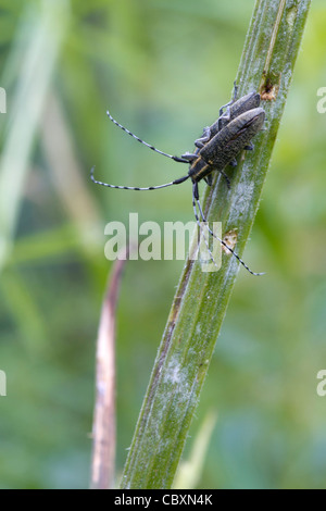 Agapanthia villosoviridescens asiatique ( ) sur une tige de reproduction Banque D'Images