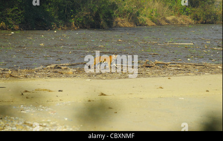 Tigre du Bengale Royal franchit la rivière à Corbett Banque D'Images