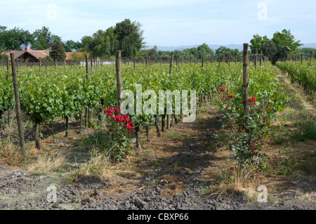 Le Chili. Torres de vin de Curicó. District de Maule. Banque D'Images