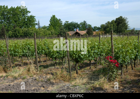 Le Chili. Torres de vin de Curicó. District de Maule. Banque D'Images