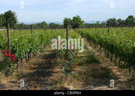 Le Chili. Torres de vin de Curicó. District de Maule. Banque D'Images