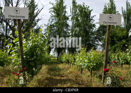 Le Chili. Torres de vin de Curicó. District de Maule. Banque D'Images