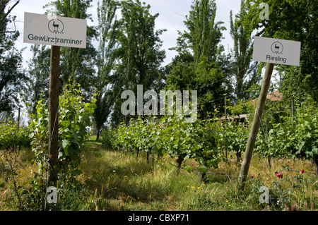 Le Chili. Torres de vin de Curicó. District de Maule. Banque D'Images