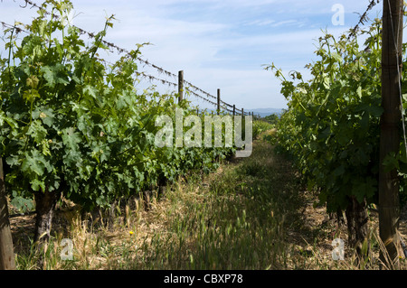 Le Chili. Torres de vin de Curicó. District de Maule. Banque D'Images