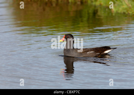 La Gallinule poule-d'eau Gallinula chloropus natation adultes Banque D'Images