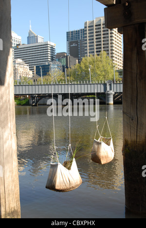 Jardin suspendu fait de sacs végétaux accrochés sur une jetée de Yarra à Southbank, dans le centre de Melbourne, Victoria, Australie Banque D'Images