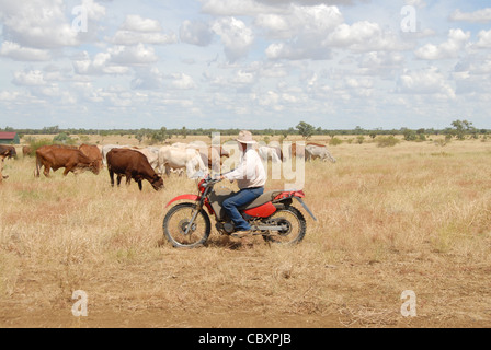 Australian stockman (cowboy) sur une moto roulant à bétail dans Ilfracombe Outback Queensland, Australie Banque D'Images