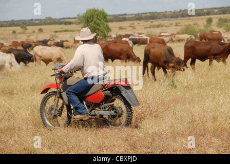 Australian stockman (cowboy) sur une moto roulant à bétail dans Ilfracombe Outback Queensland, Australie Banque D'Images