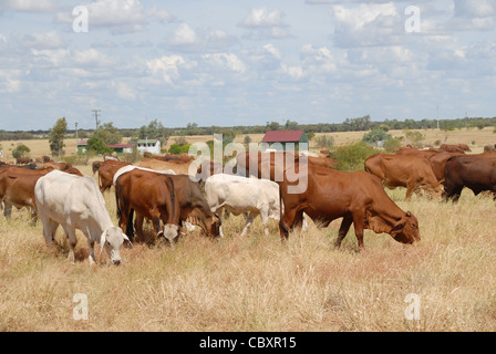 Le bétail en pâturage arrondis par un éleveur sur la moto à Ilfracombe dans Outback Queensland, Australie Banque D'Images