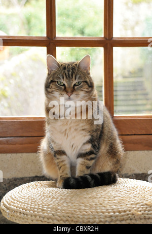 Tiggy le chat posant dans la fenêtre Banque D'Images