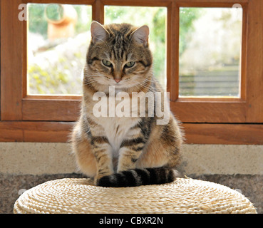 Tiggy le chat posant dans la fenêtre Banque D'Images