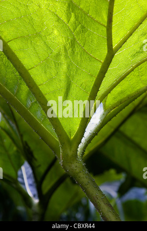 (Gunnera manicata Rhubarbe géante du Brésil) Banque D'Images