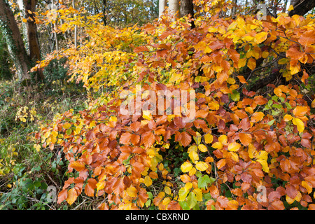 Feuilles multicolores sur un hêtre Cotswold en automne à Edge, Gloucestershire UK Banque D'Images