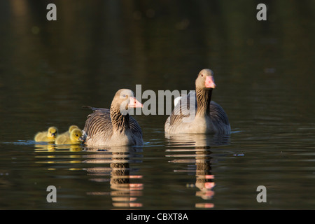 / Oie cendrée oie cendrée (Anser anser) Paire de natation avec oisons sur le lac au printemps, Allemagne Banque D'Images