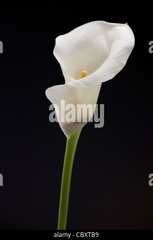 / Zantedeschia calla lily, originaire du sud de l'Afrique Banque D'Images