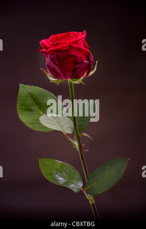 Rose rouge close-up Banque D'Images