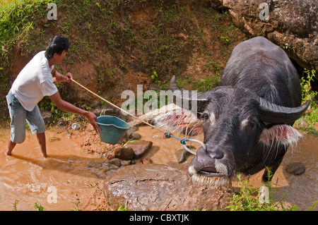 Le buffle d'eau baignoire à Tana Toraja (Torajaland), du sud de Sulawesi, Indonésie Banque D'Images
