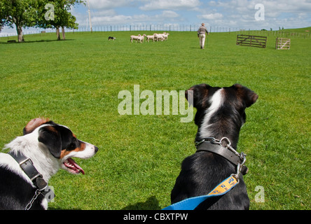 Border Collie regardant Kiwi farmer troupeaux mouton avec troisième chien sur Hobbiton Movie Set & ferme près de Matamata sur l'Île du Nord Banque D'Images