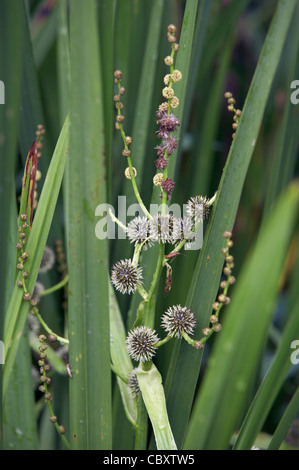 Bur-reed, ramifié Sparganium erectum, fleurs. Banque D'Images