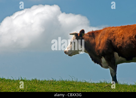 Vache Hereford dans les pâturages dans le sud de la côte de Catlins sur l'île Sud de la Nouvelle-Zélande. Banque D'Images