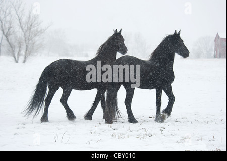Les chevaux frisons dans tempête de neige Banque D'Images