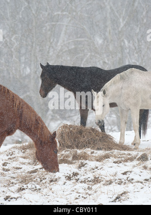 Trois juments Quarter Horse dans le pâturage de la neige sur le rouleau de foin Banque D'Images