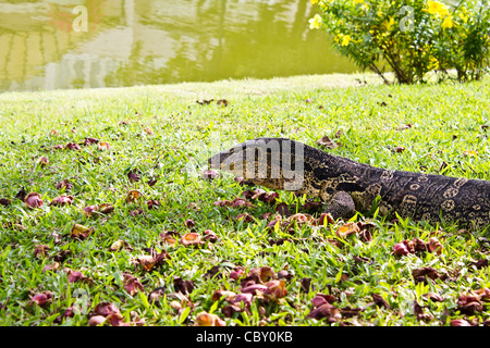 Portrait of a bagué varan (Varanus salvator) Banque D'Images