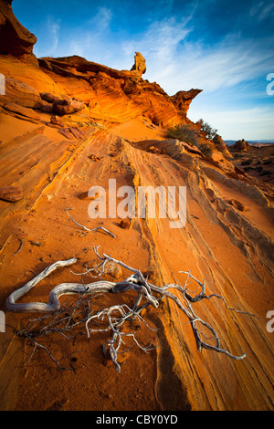 Genévrier mort contraste avec un mur de grès, à Vermilion Cliffs National Monument, Arizona Banque D'Images